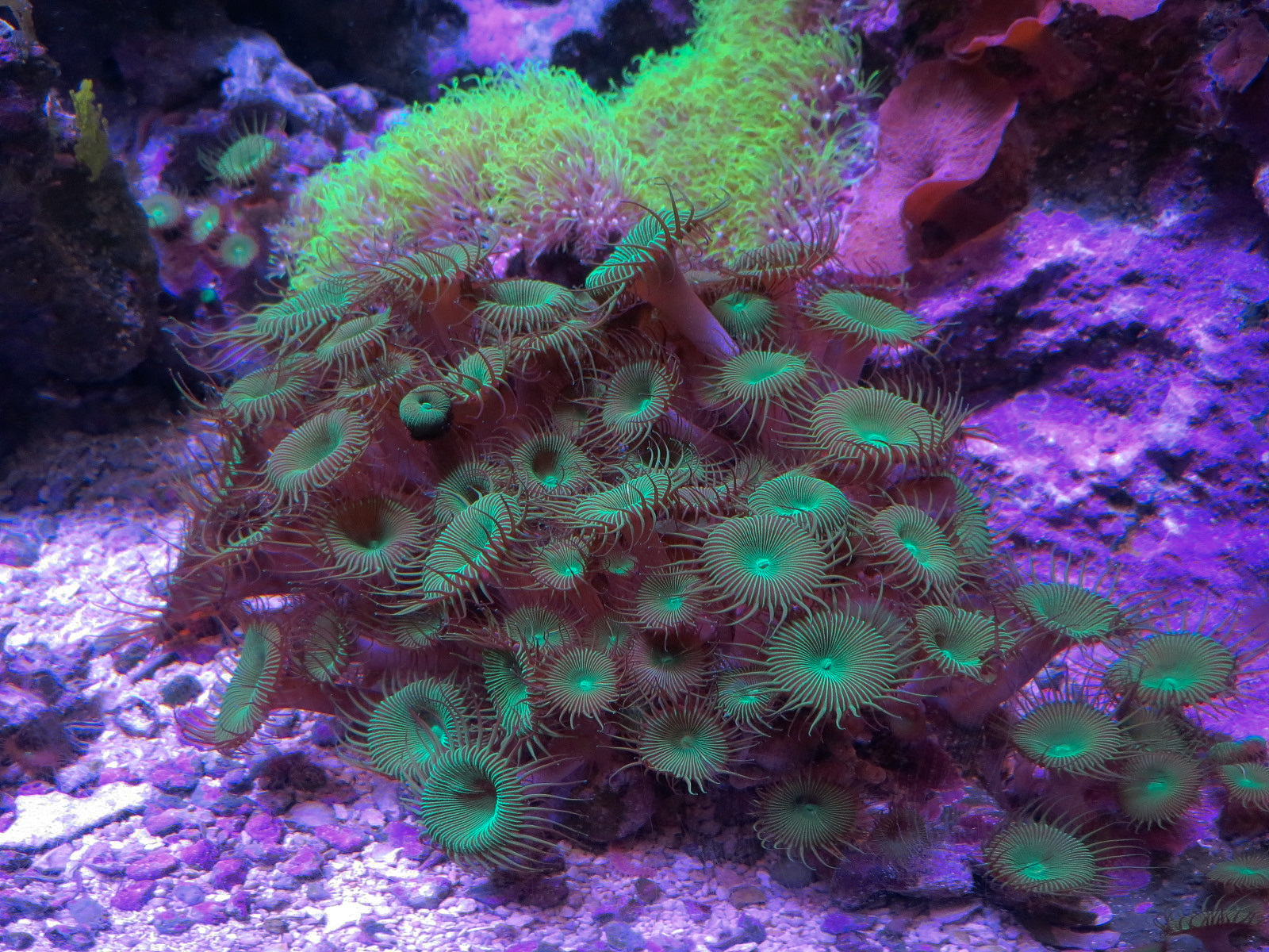 Ocean Explorer - Invertebrates Exhibit