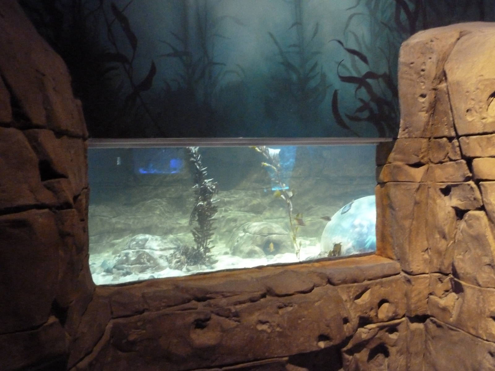 Ocean Explorer - Leopard Shark Exhibit