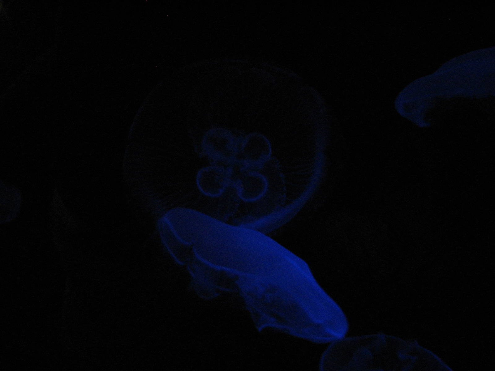 Ocean Explorer - Moon Jellies