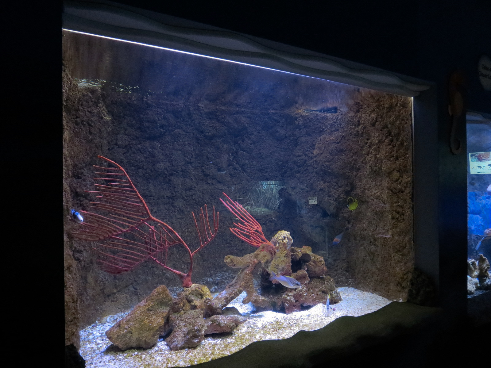 Ocean Explorer - Picasso Triggerfish and Others Exhibit