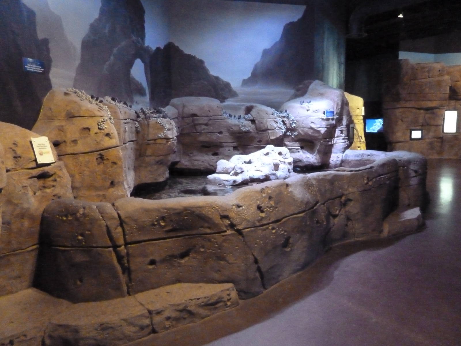 Ocean Explorer - Rocky Shore Touch Pool