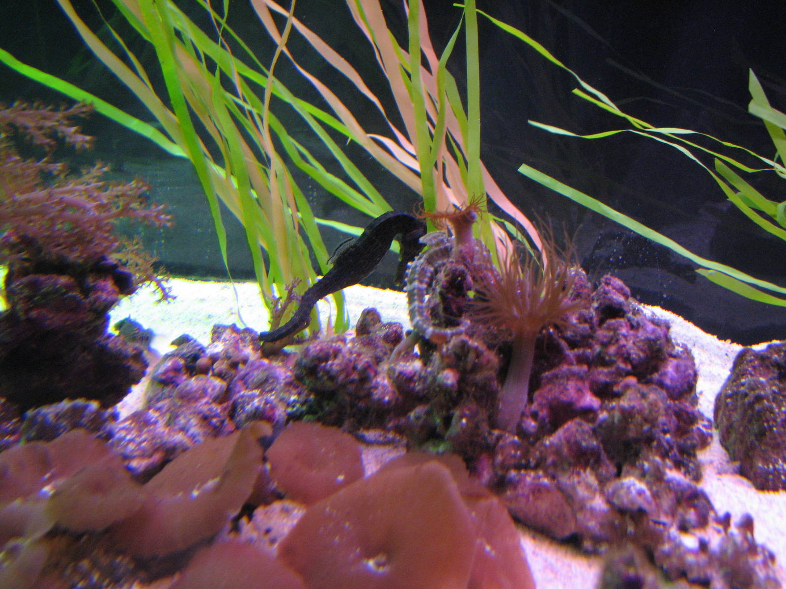 Ocean Explorer - Seahorses