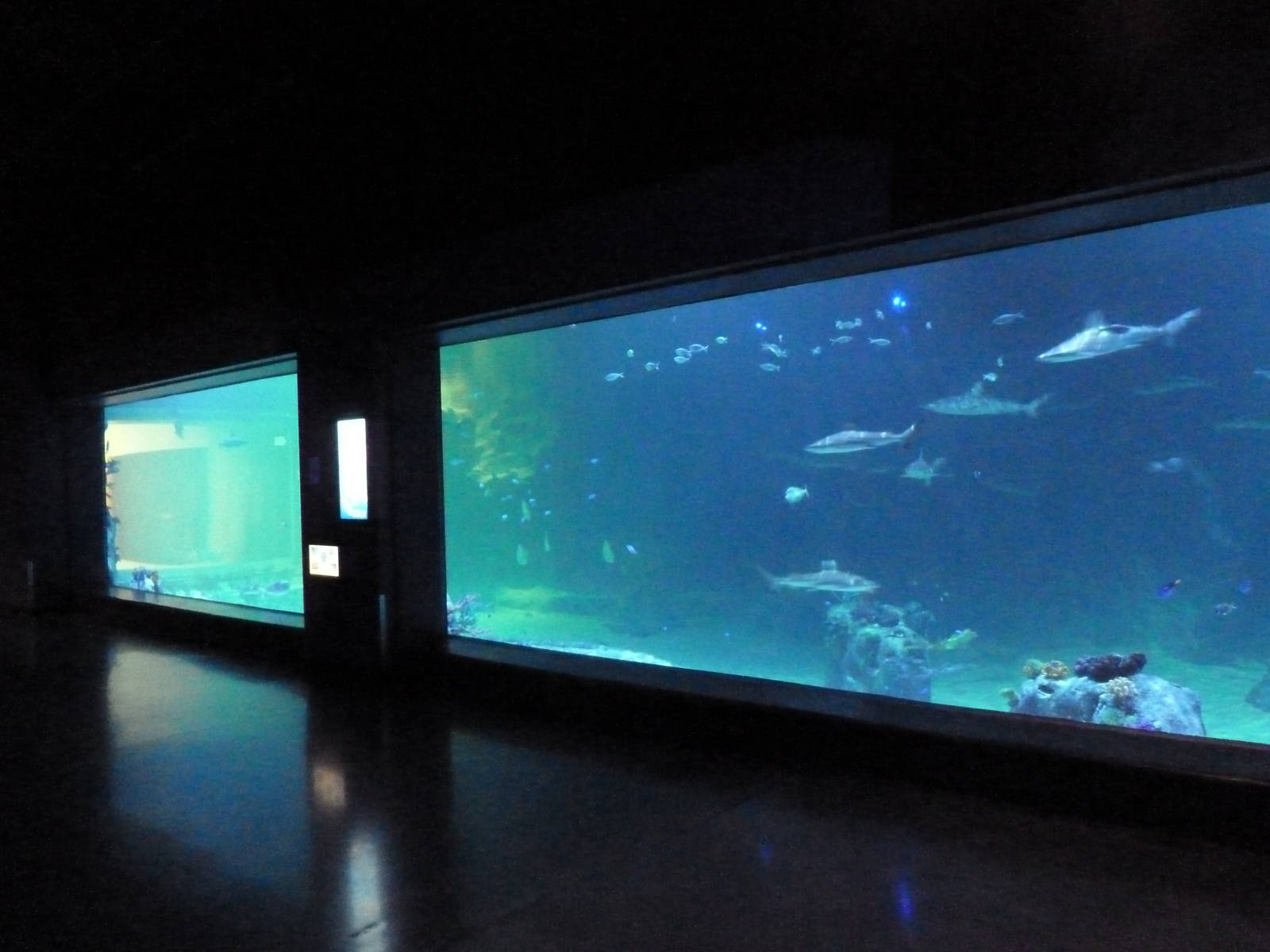 Ocean Explorer - Shark Tank