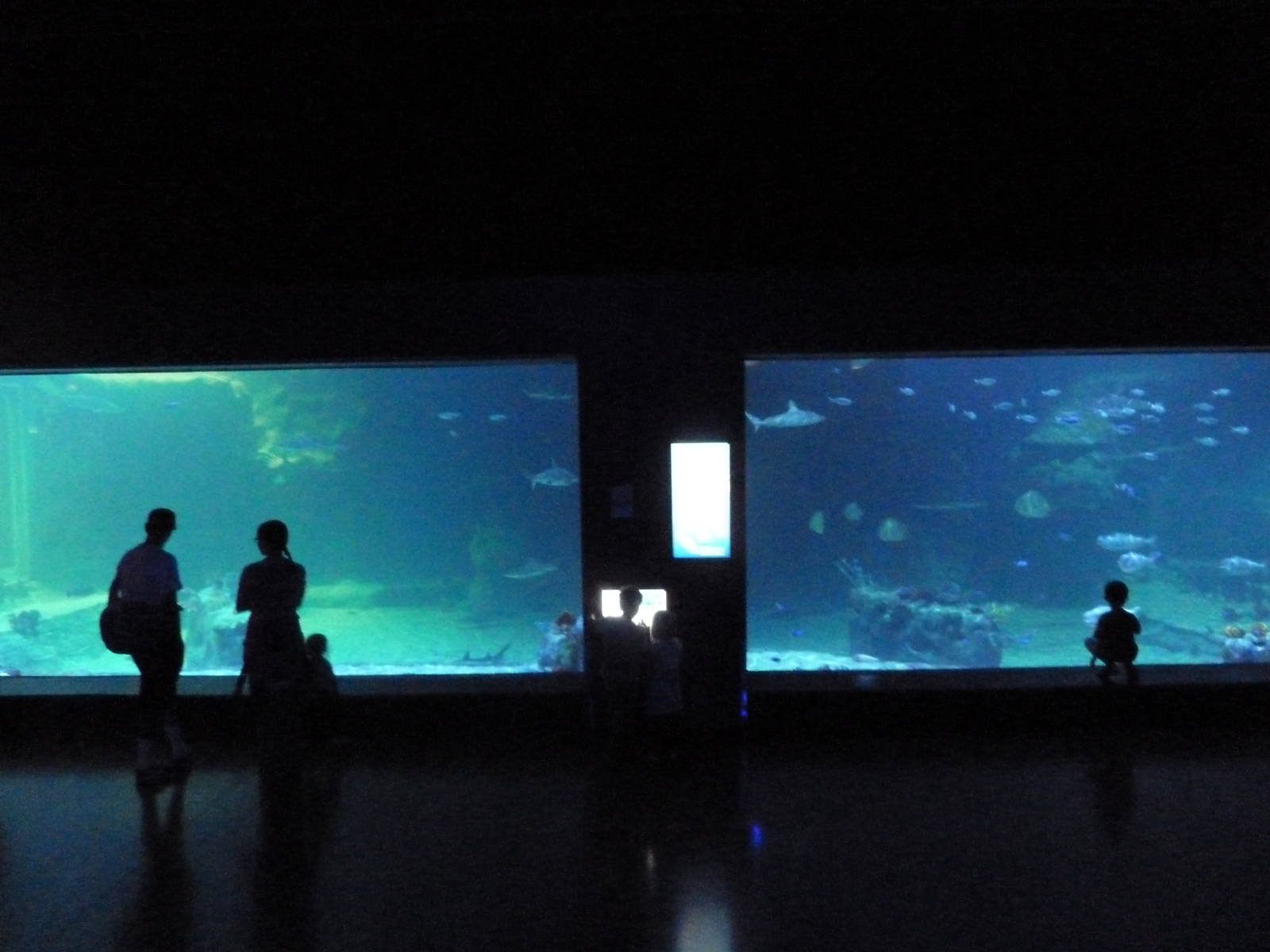 Ocean Explorer - Shark Tank