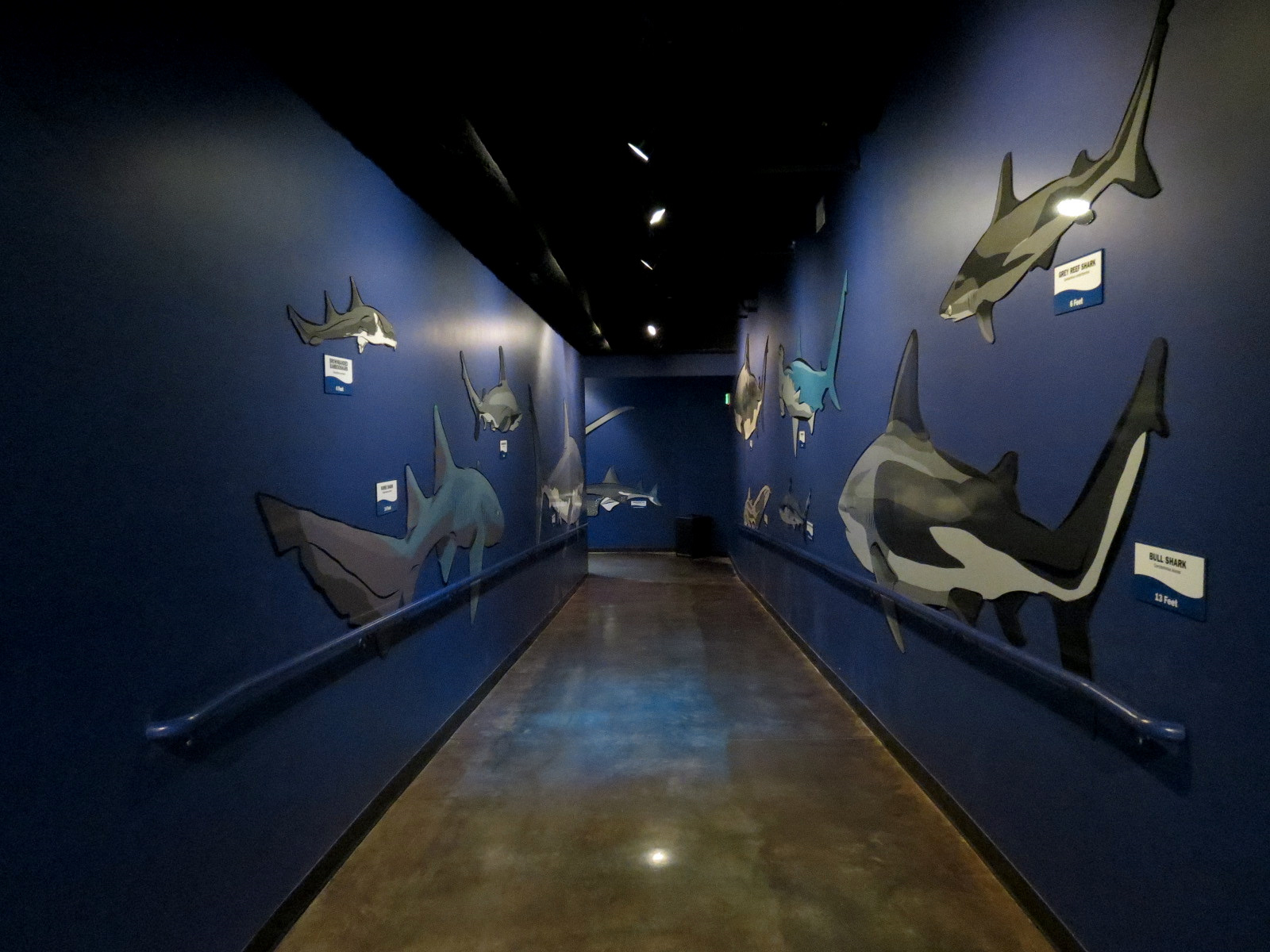 Ocean Explorer - Sharks Exhibit