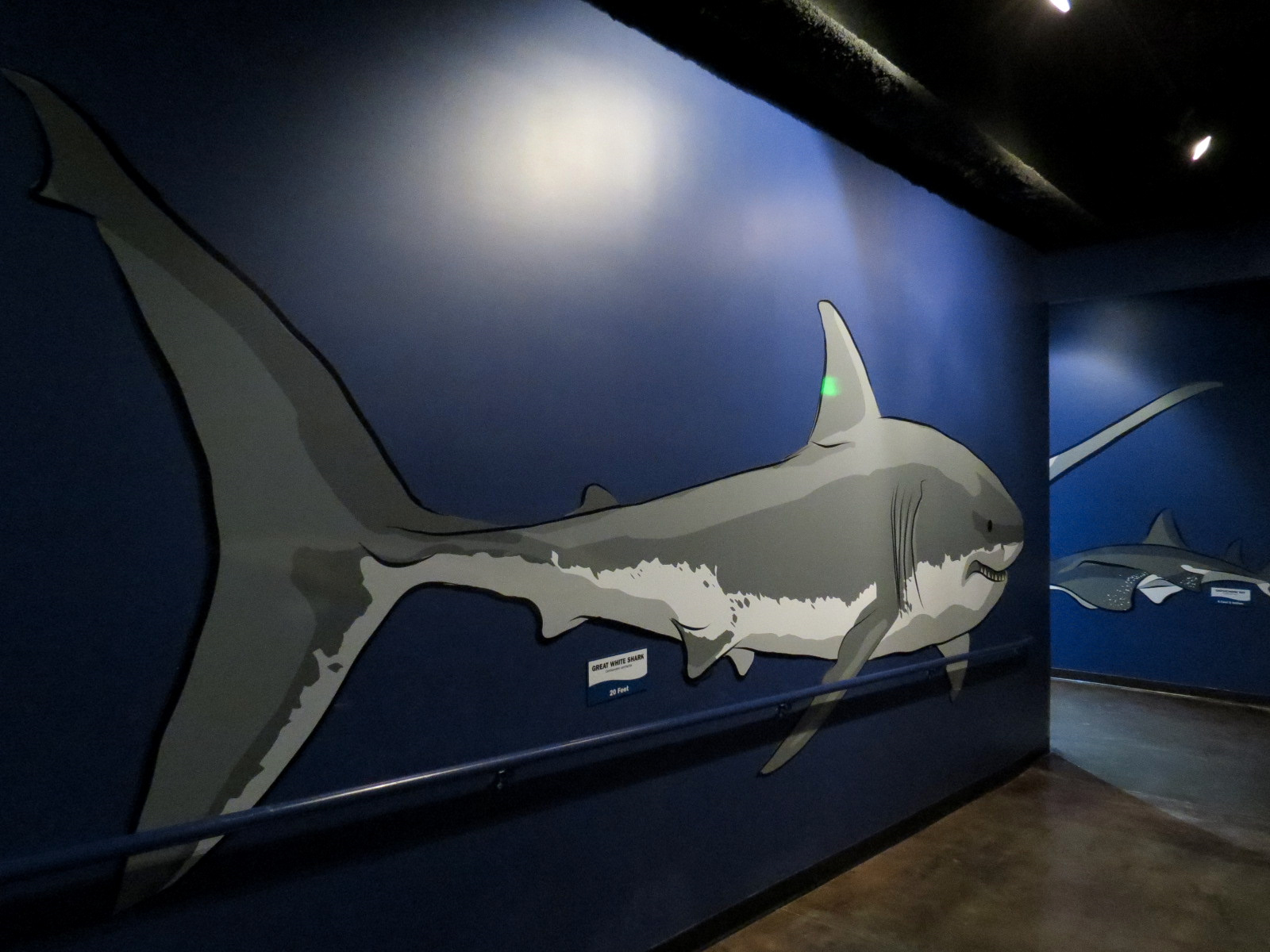 Ocean Explorer - Sharks Exhibit