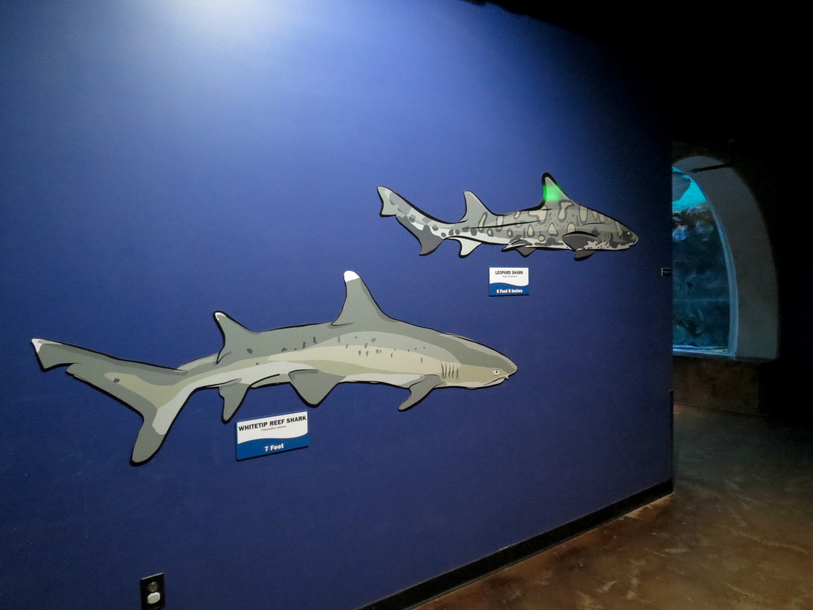 Ocean Explorer - Sharks Exhibit