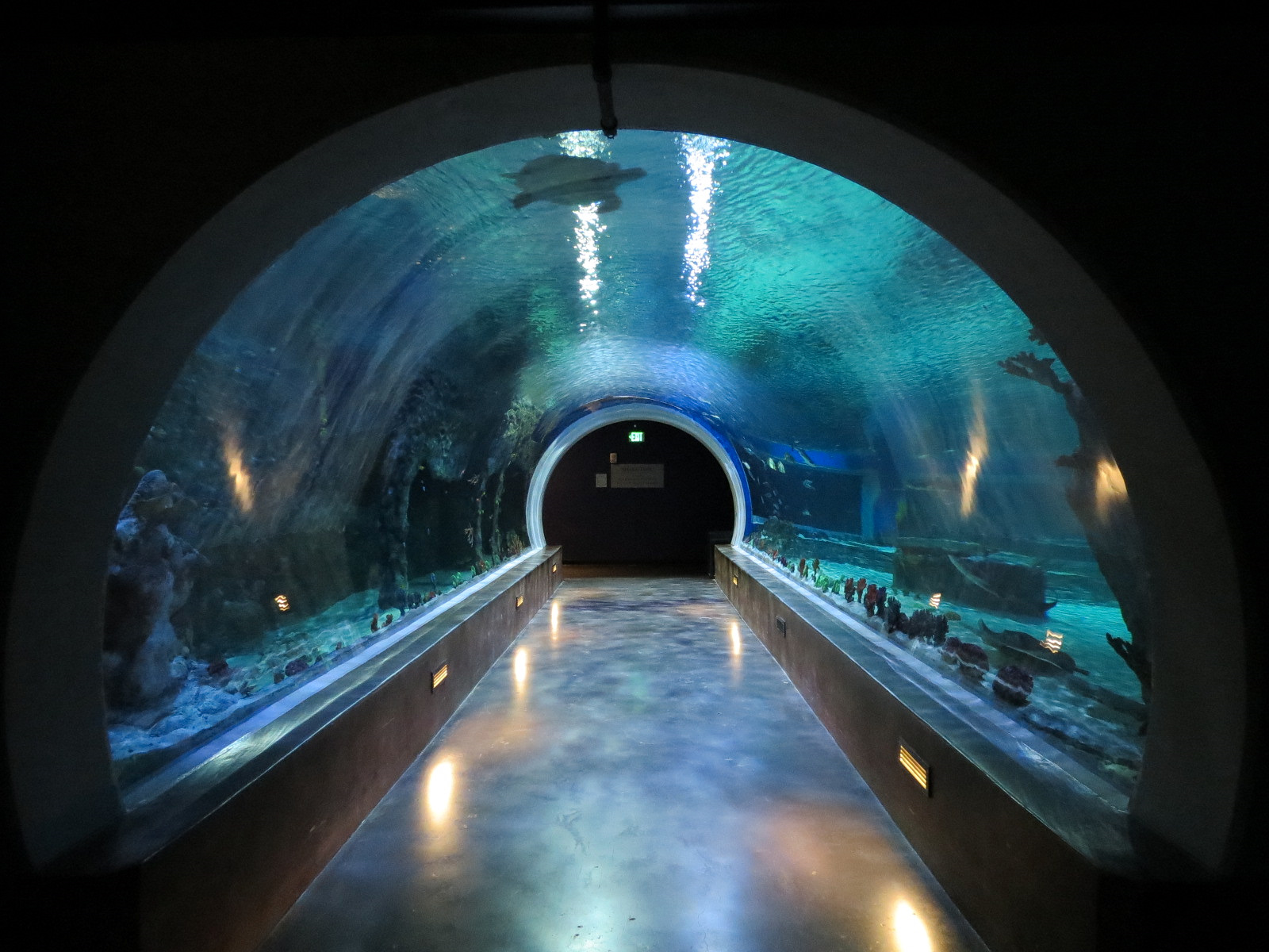 Ocean Explorer - Sharks Exhibit