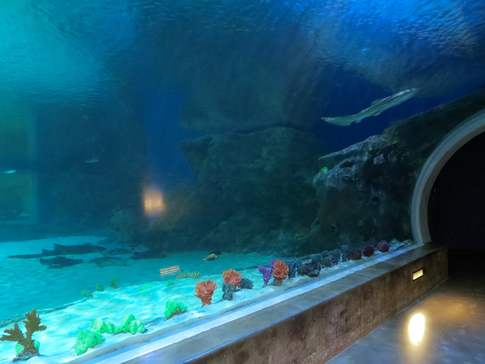 Ocean Explorer - Sharks Exhibit