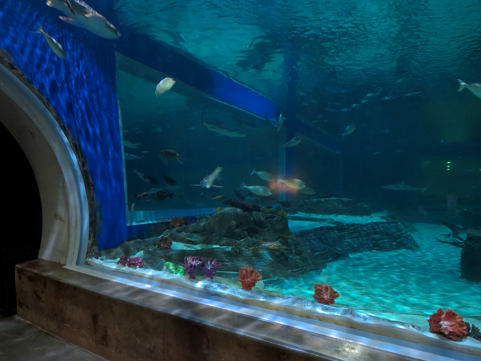 Ocean Explorer - Sharks Exhibit