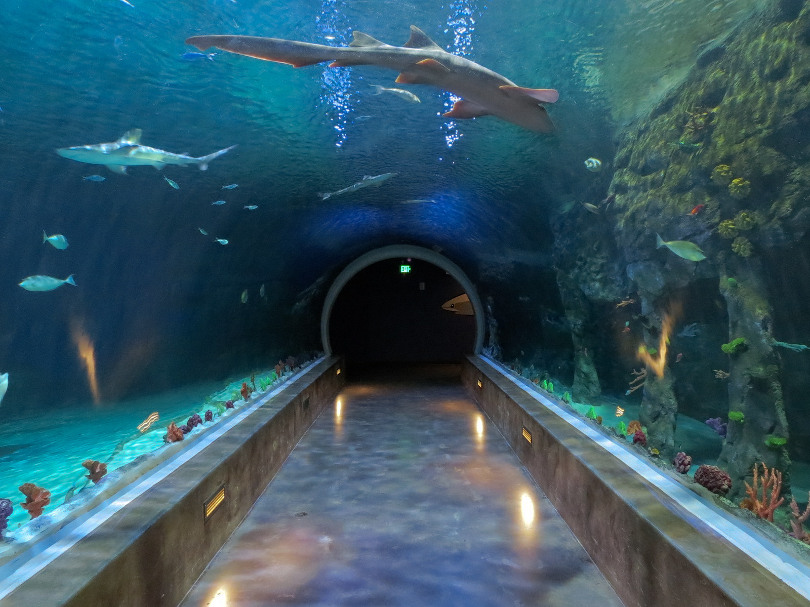 Ocean Explorer - Sharks Exhibit