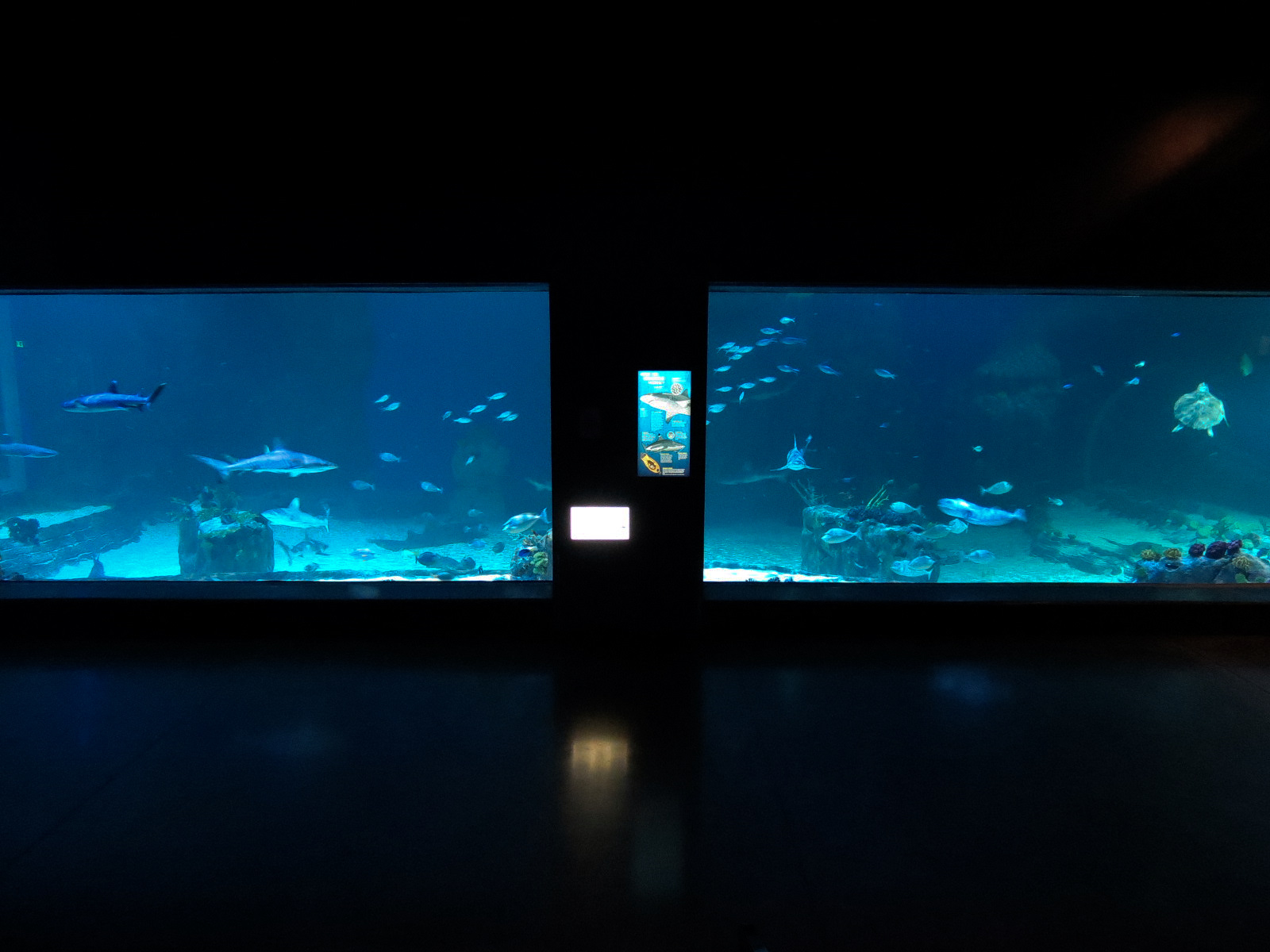 Ocean Explorer - Sharks Exhibit