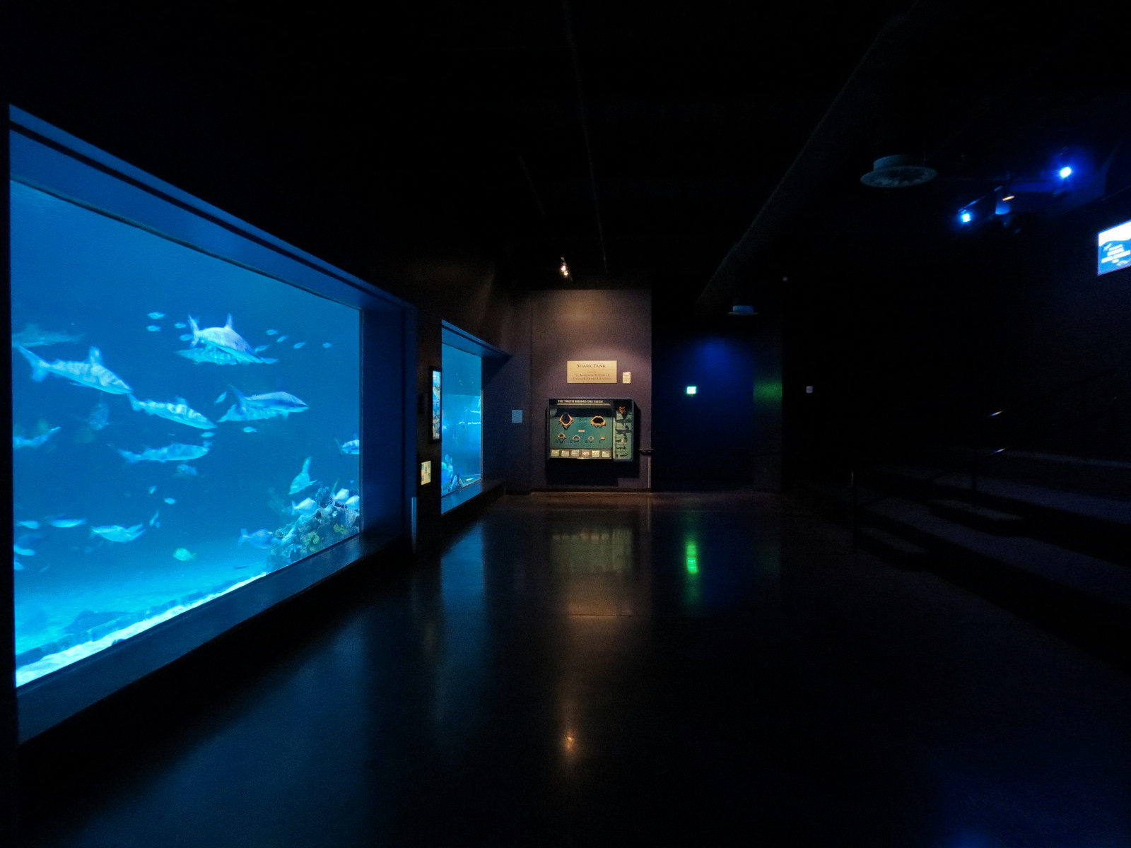 Ocean Explorer - Sharks Exhibit