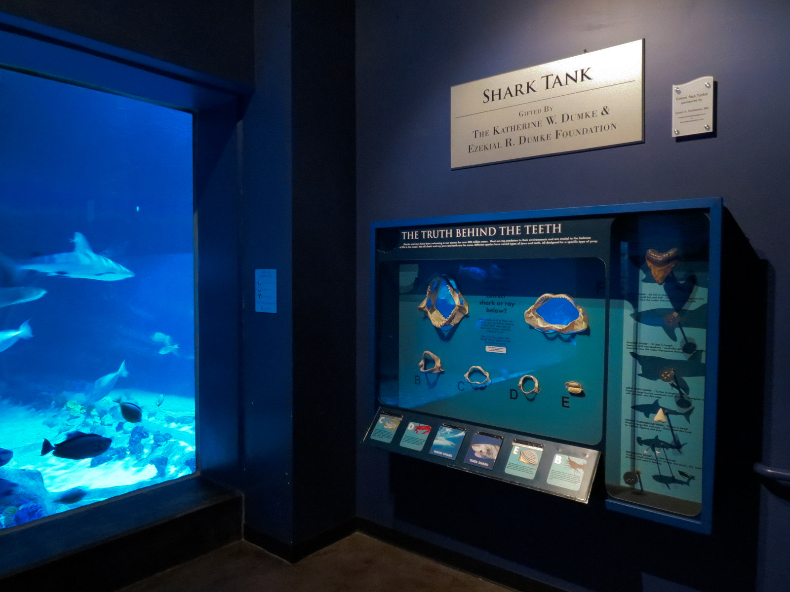 Ocean Explorer - Sharks Exhibit