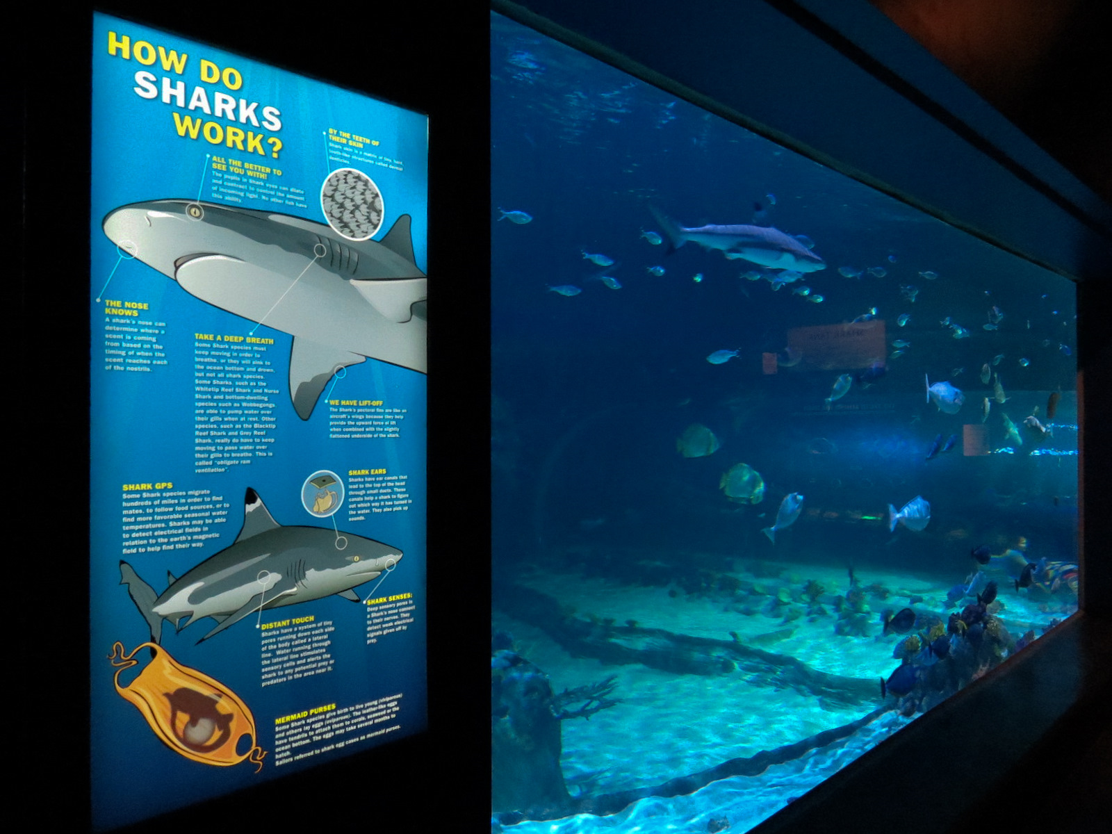 Ocean Explorer - Sharks Exhibit