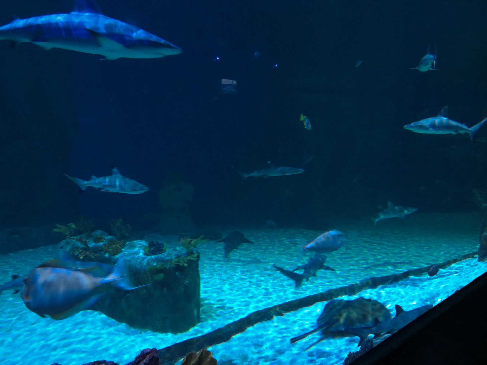 Ocean Explorer - Sharks Exhibit