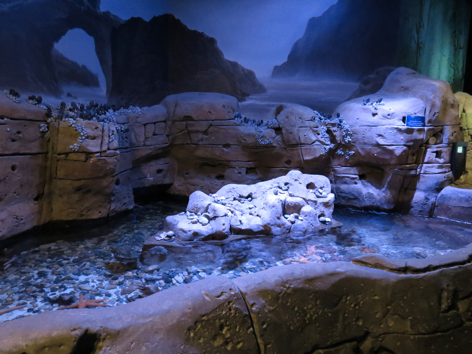 Ocean Explorer - Tide Pool Exhibit