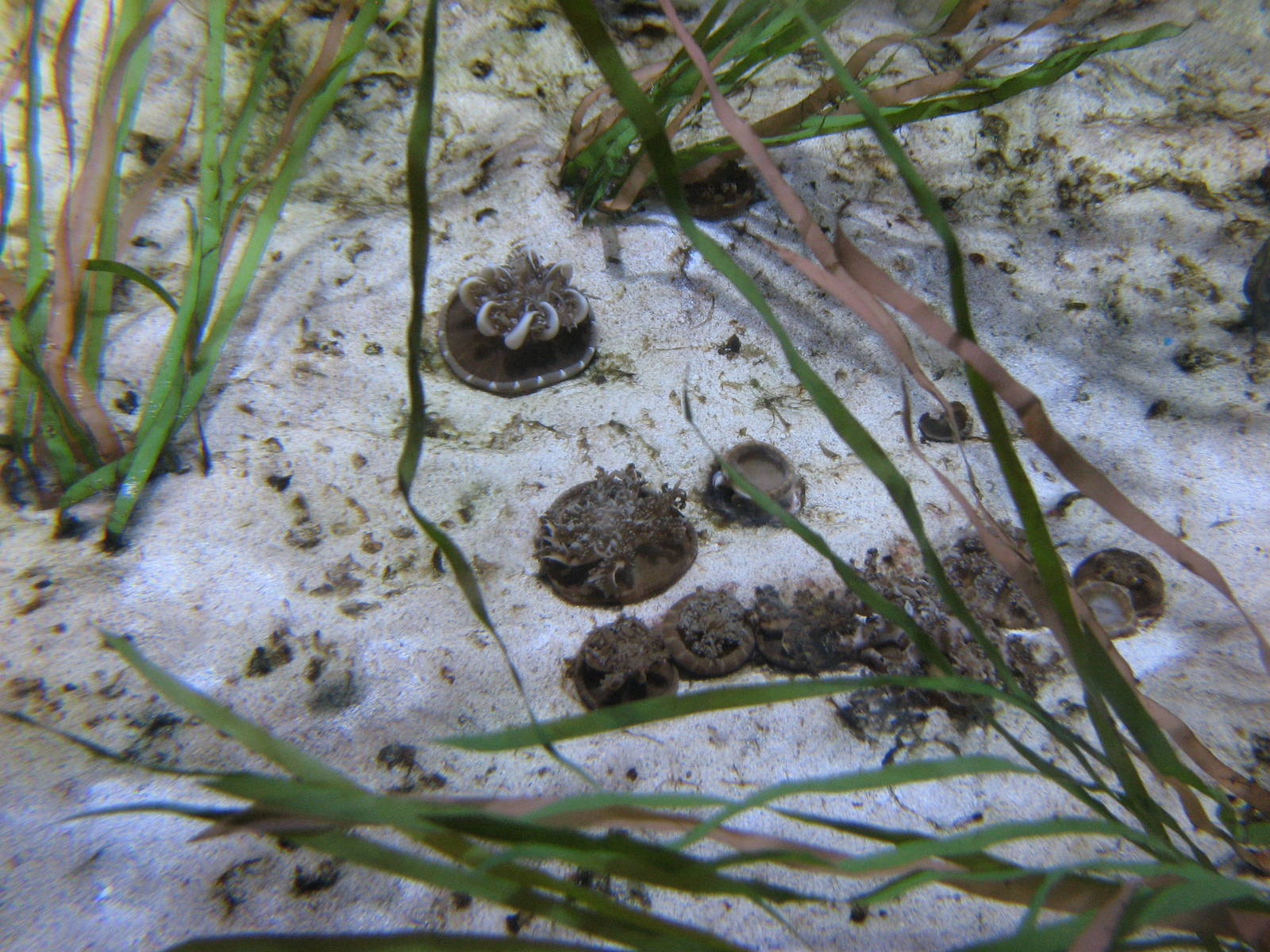 Ocean Explorer - Upside-Down Jellies