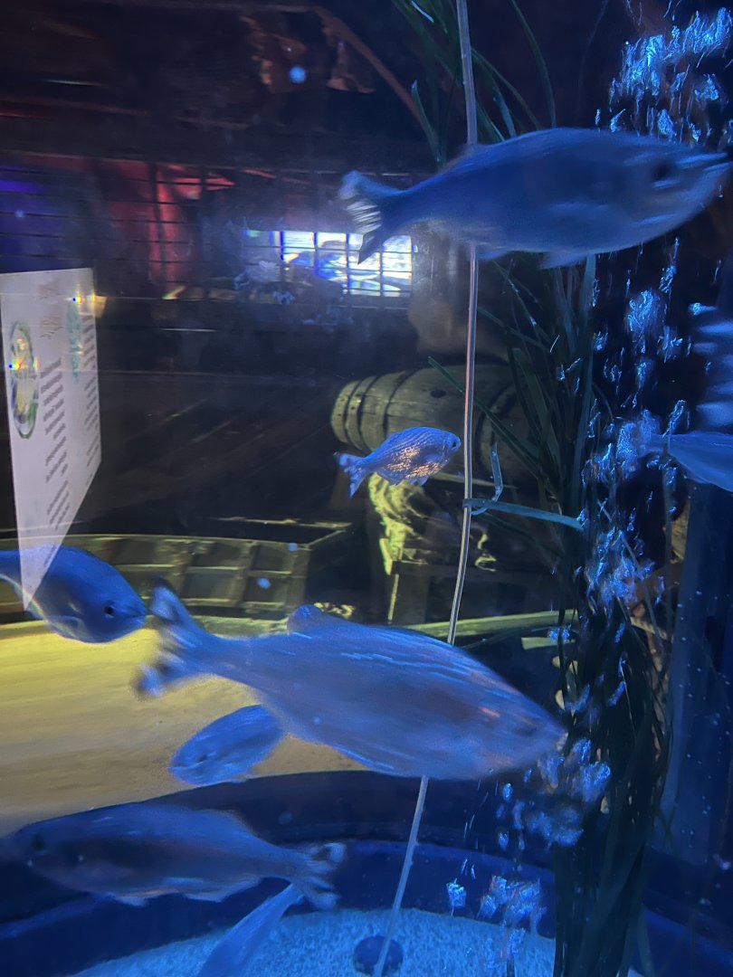 Ocean flagtails 8.7.24