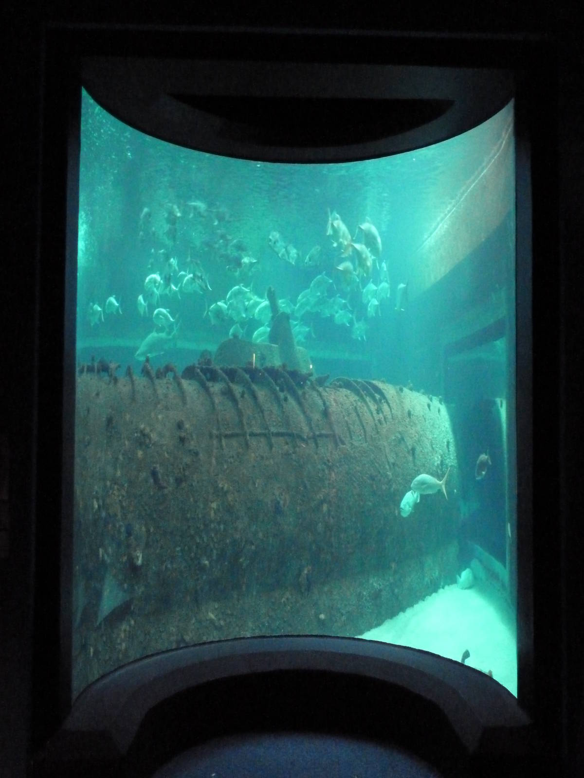 Ocean Gallery: Living Shipwreck Exhibit (Side View)