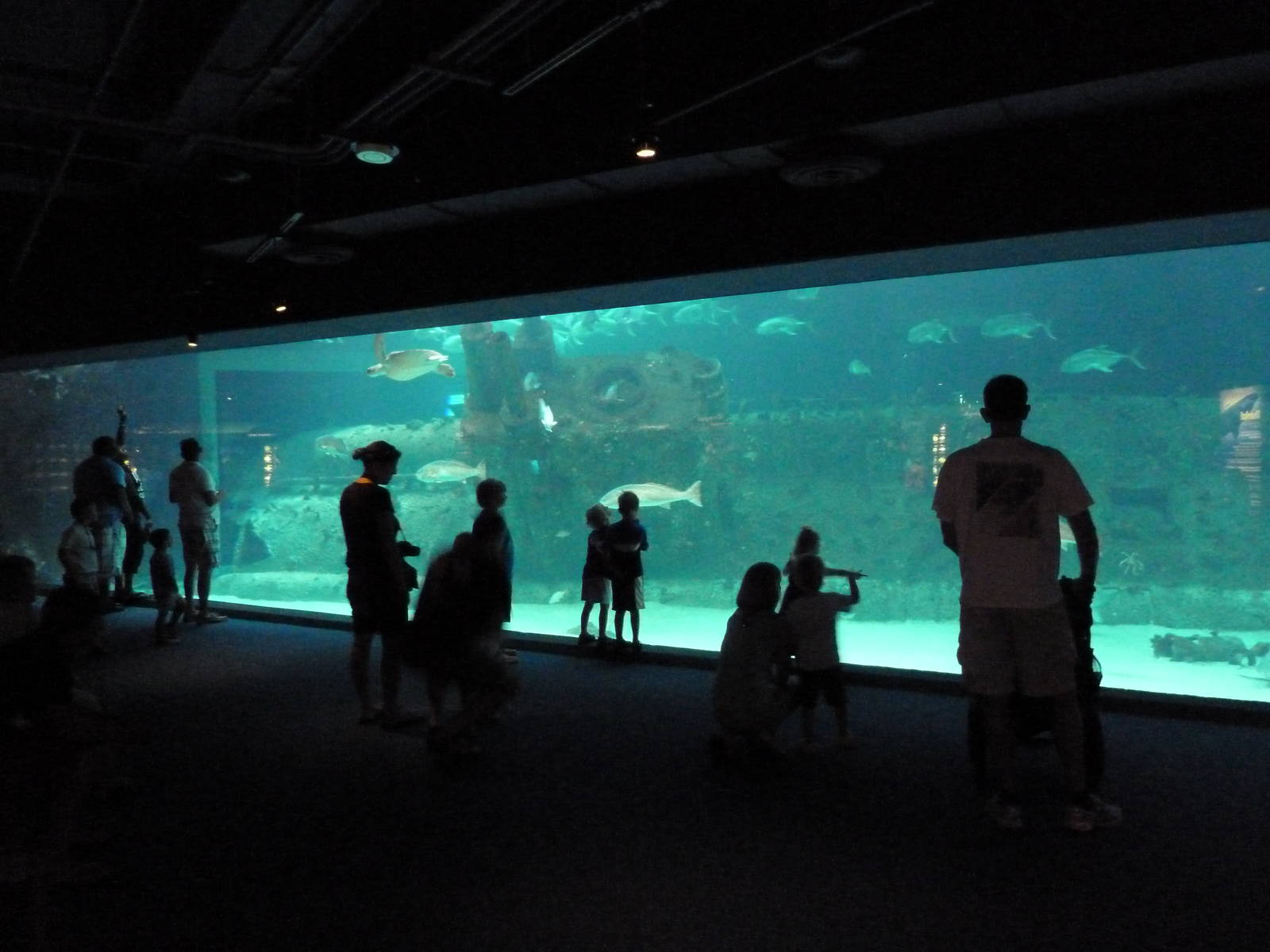 Ocean Gallery: Living Shipwreck Exhibit