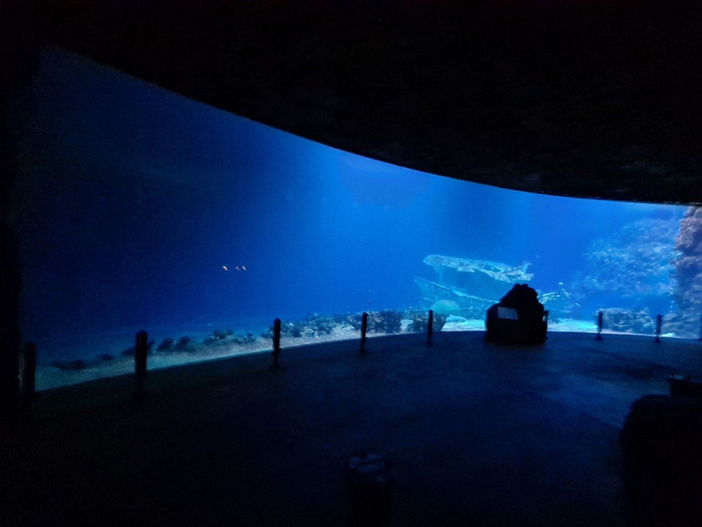 Ocean - Giant shark window