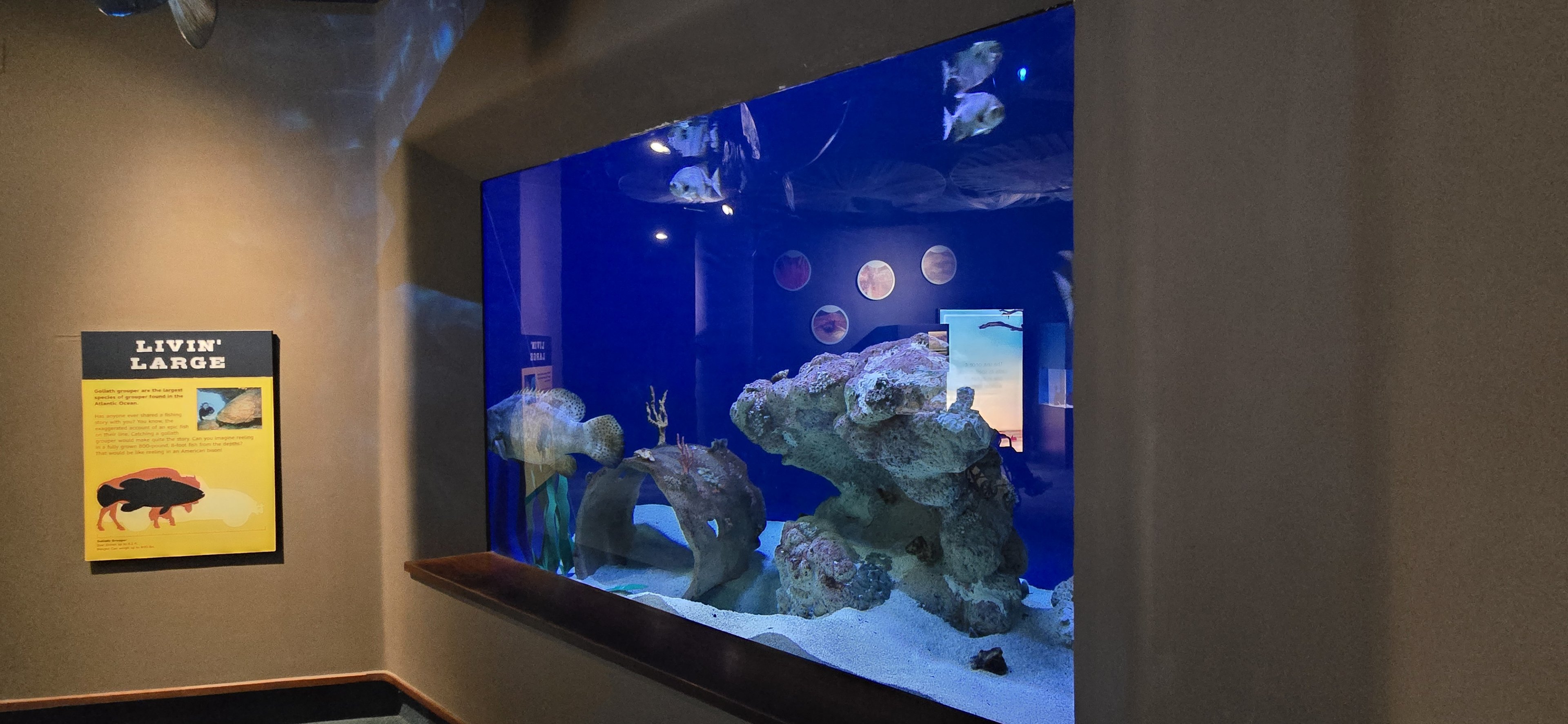 Ocean - Goliath groupers