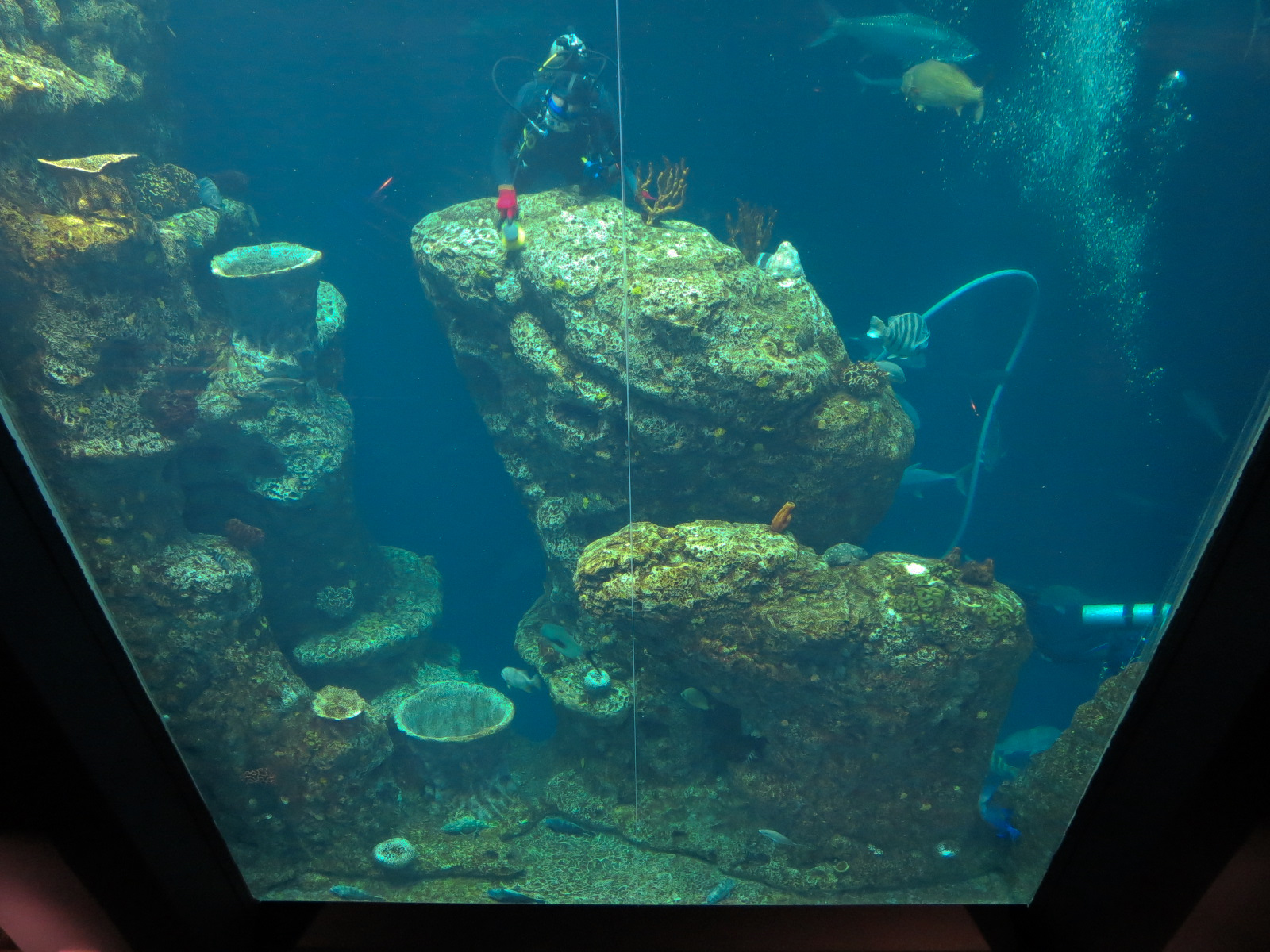 Ocean - Great Ocean Tank - Looking Down from Upper Floor
