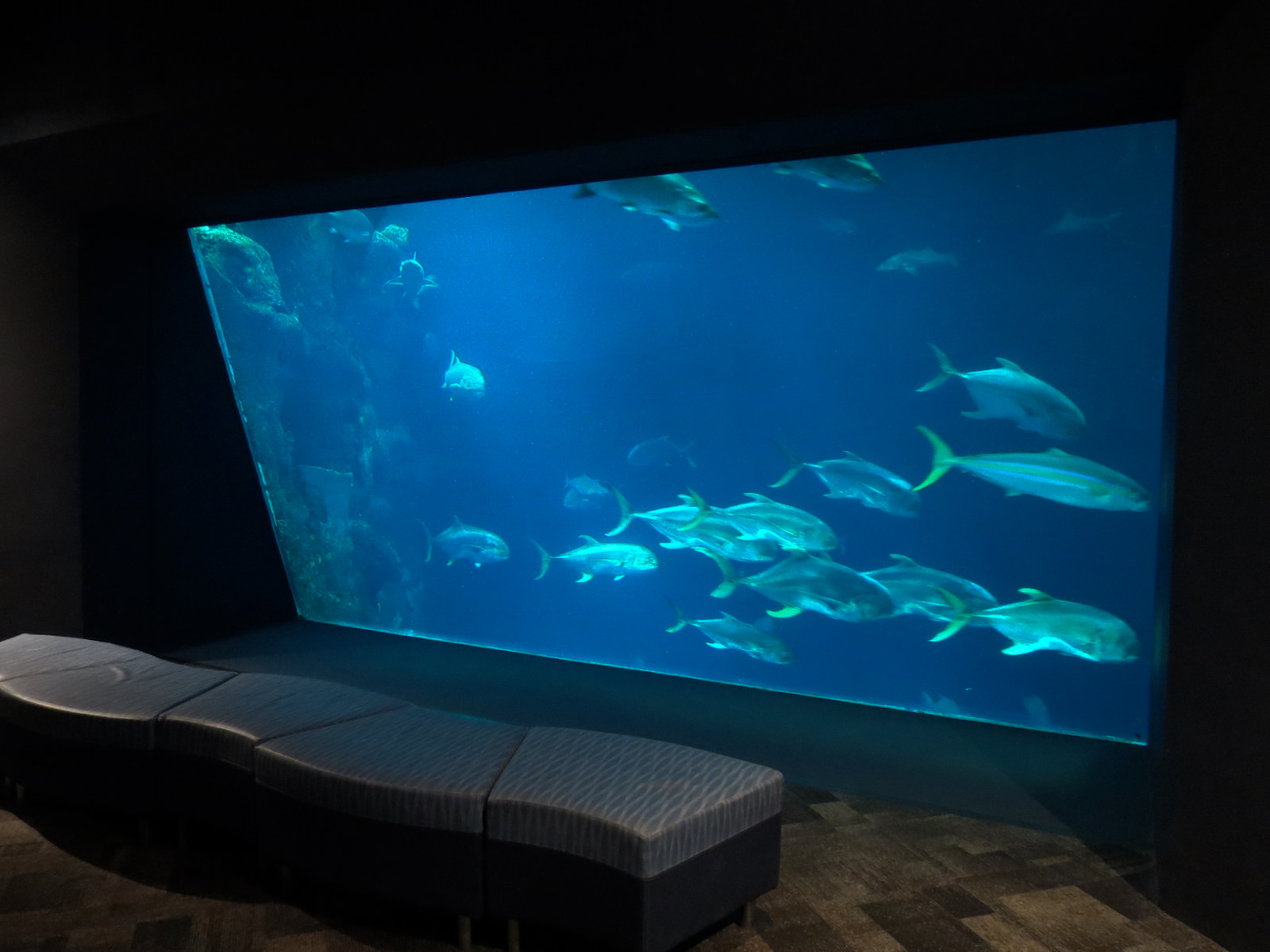 Ocean - Great Ocean Tank - Lower Level Viewing Window
