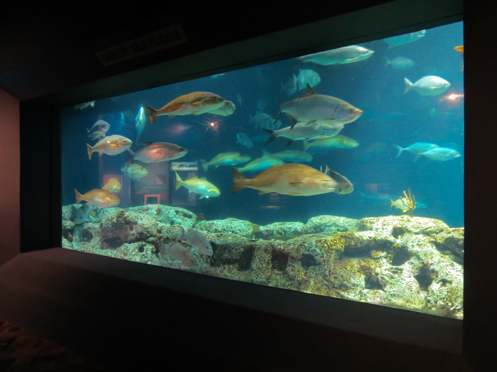 Ocean - Great Ocean Tank - Upper Floor Viewing Window