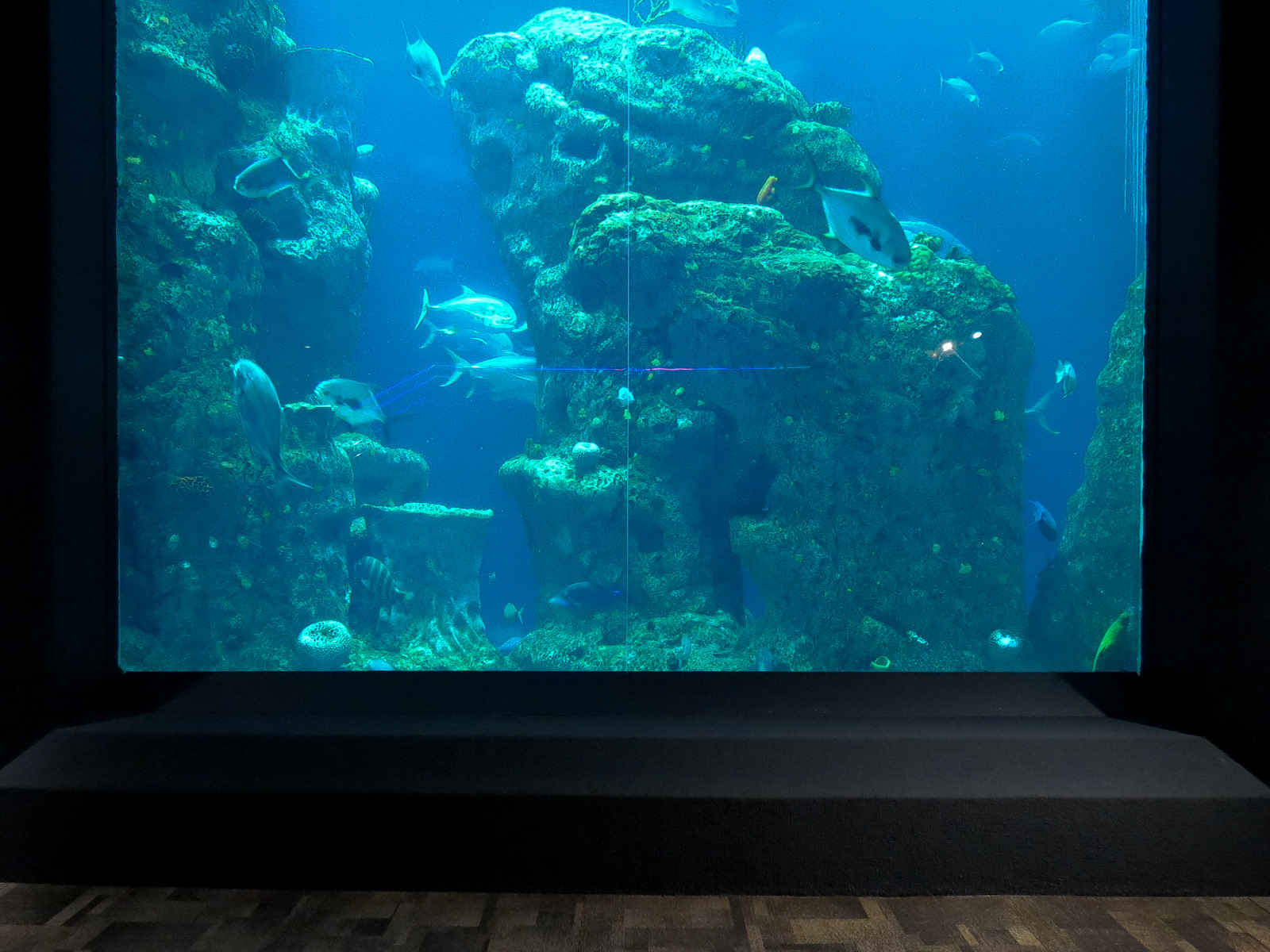 Ocean - Great Ocean Tank