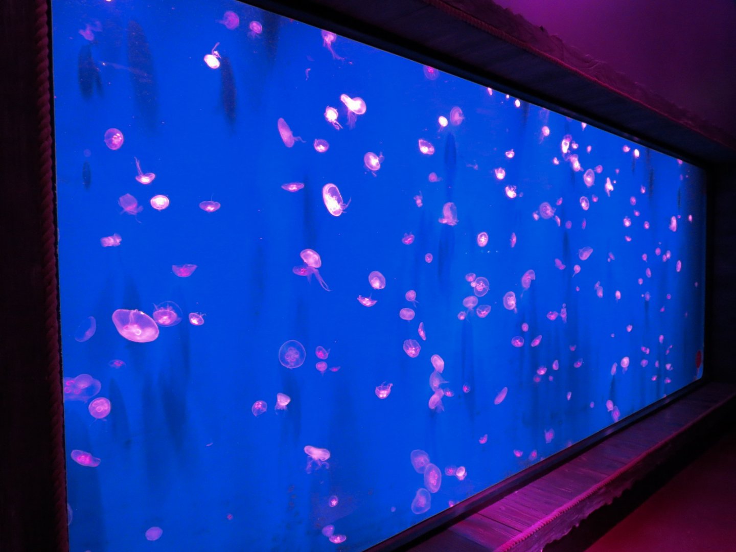 Ocean Invaders Exhibit