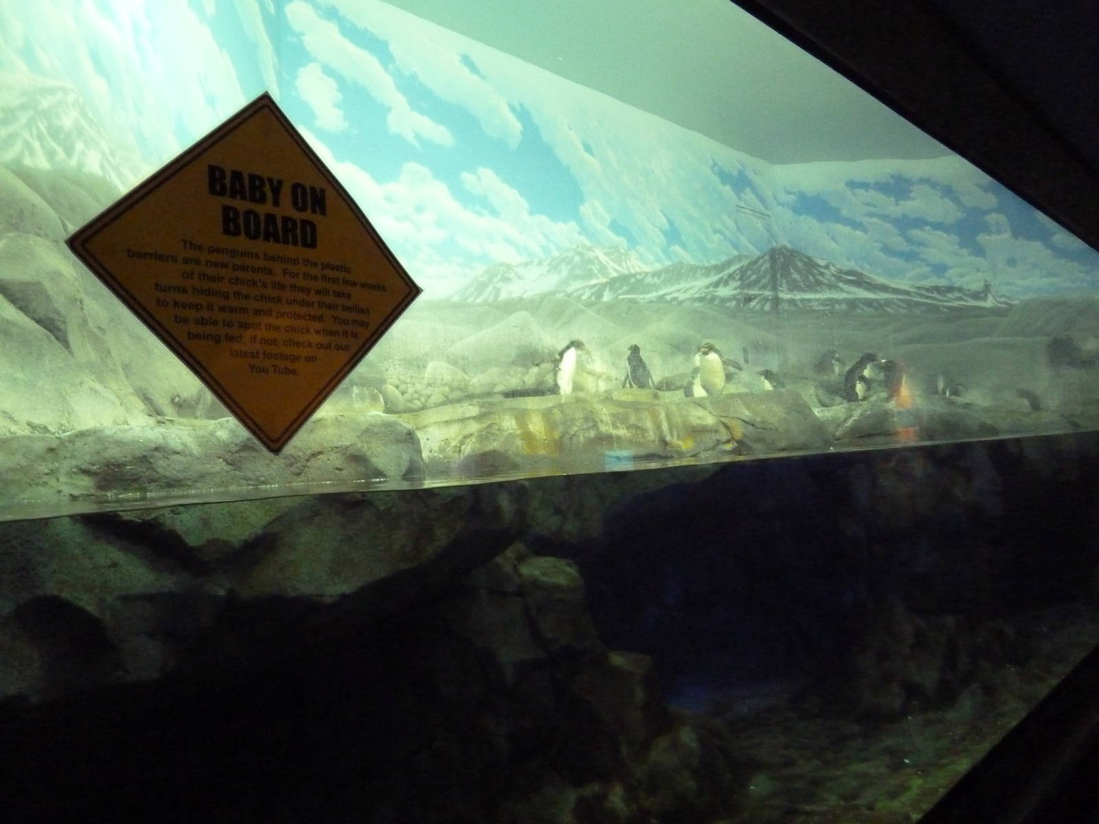 Ocean Journey Building - Gentoo/Macaroni Penguin Exhibit