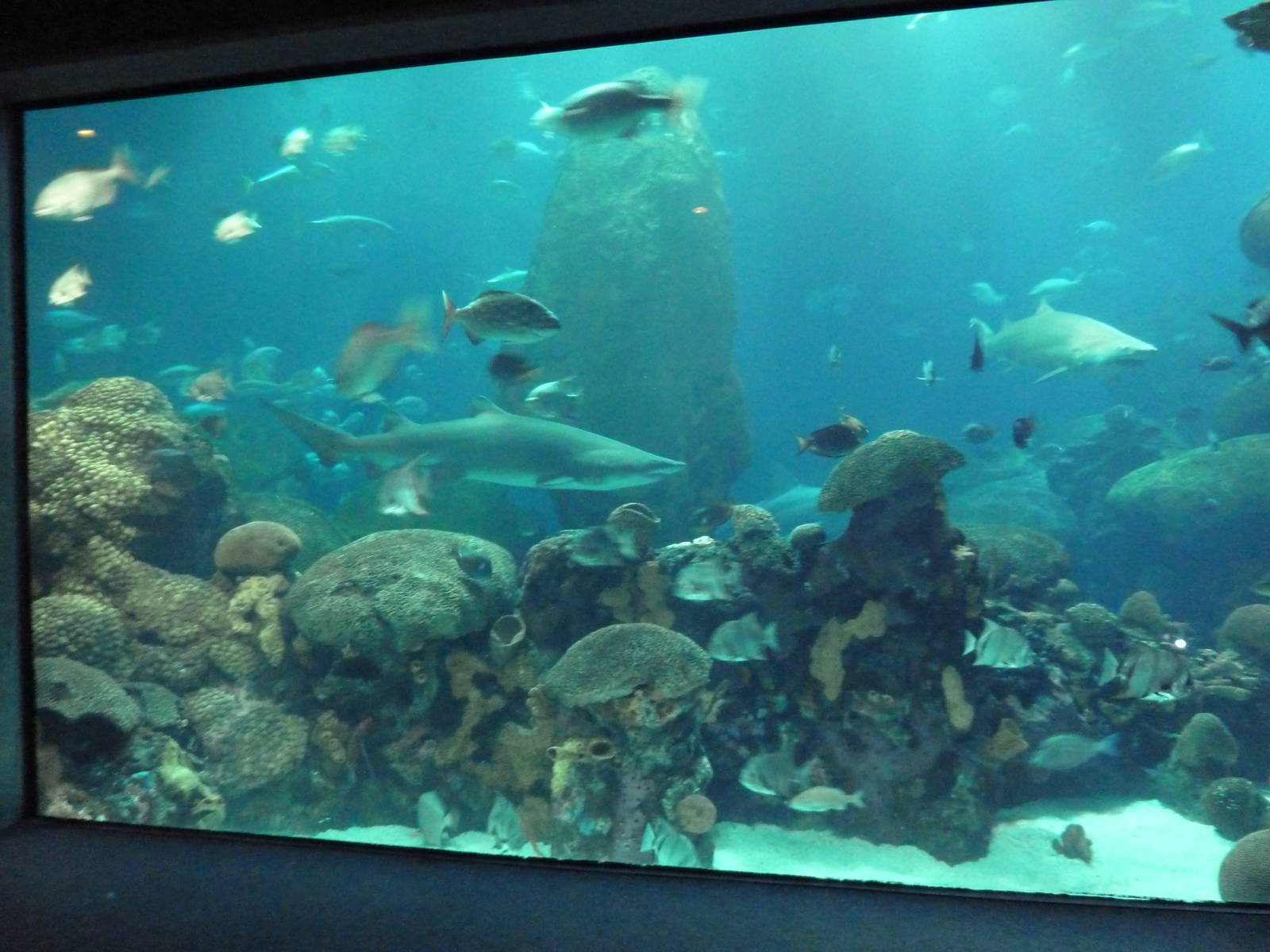 Ocean Journey Building