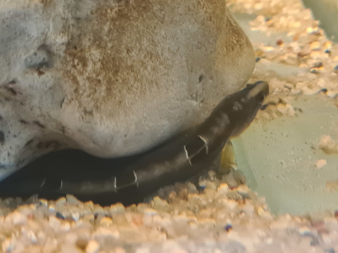 Ocean lab separation - Rock gunnel