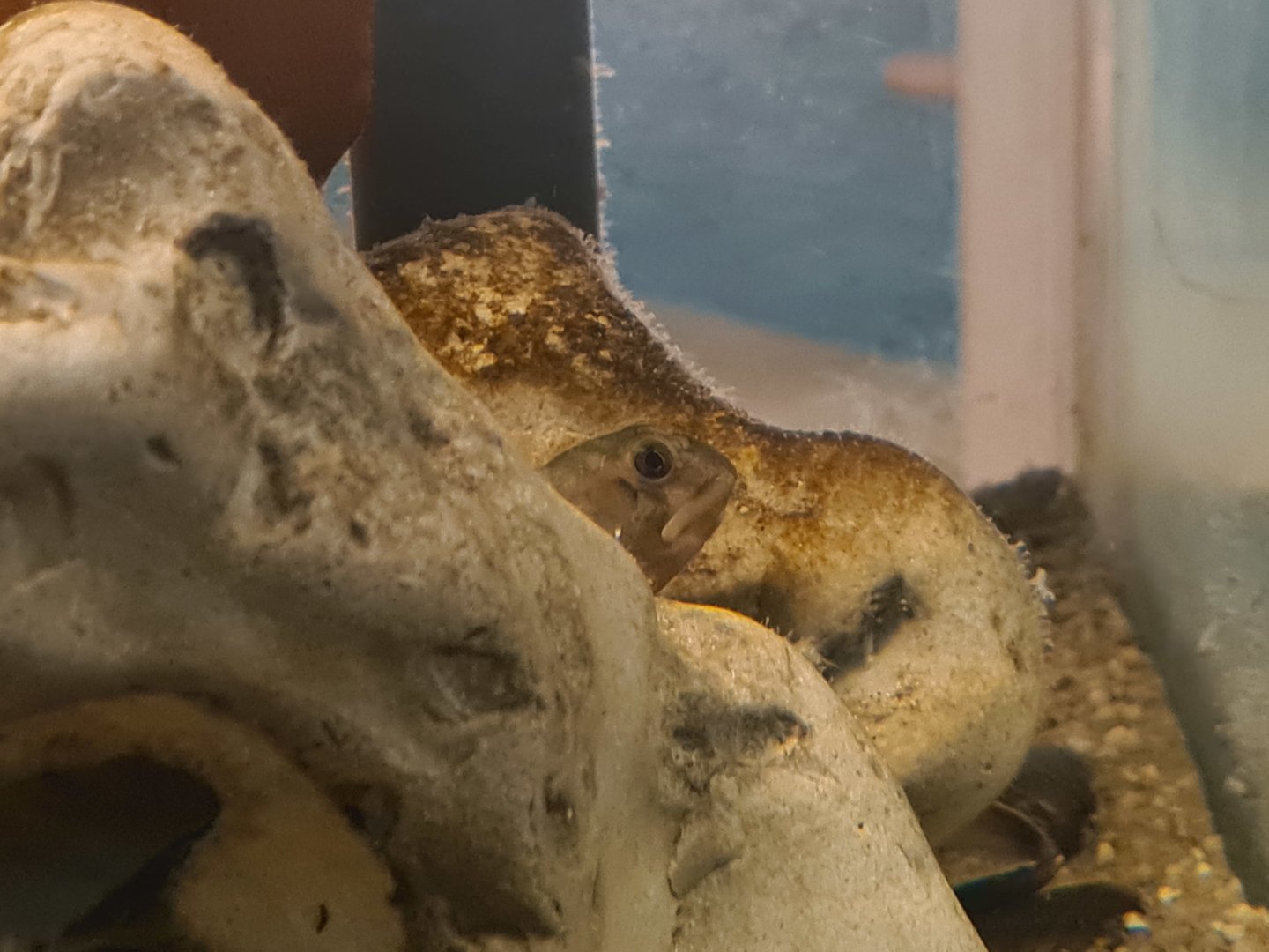 Ocean lab separation - Shanny