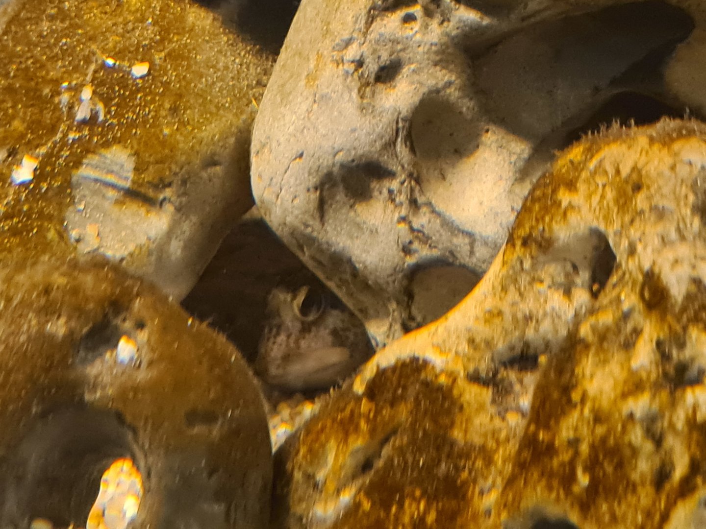 Ocean lab separation - Shanny