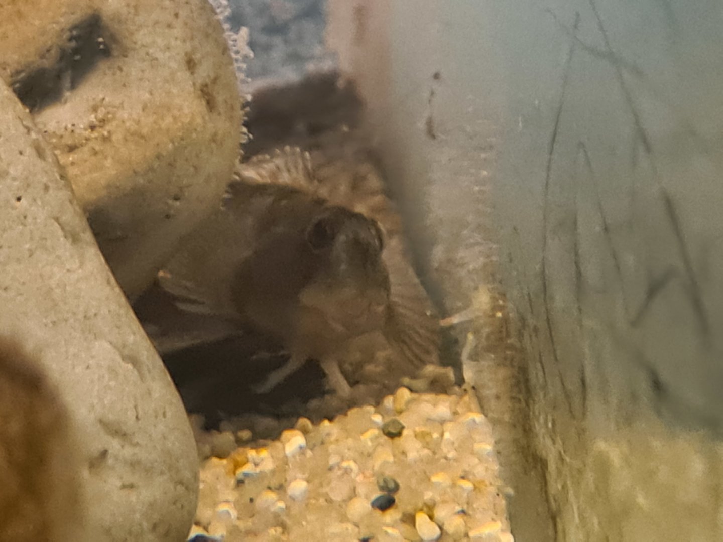 Ocean lab separation - Shanny