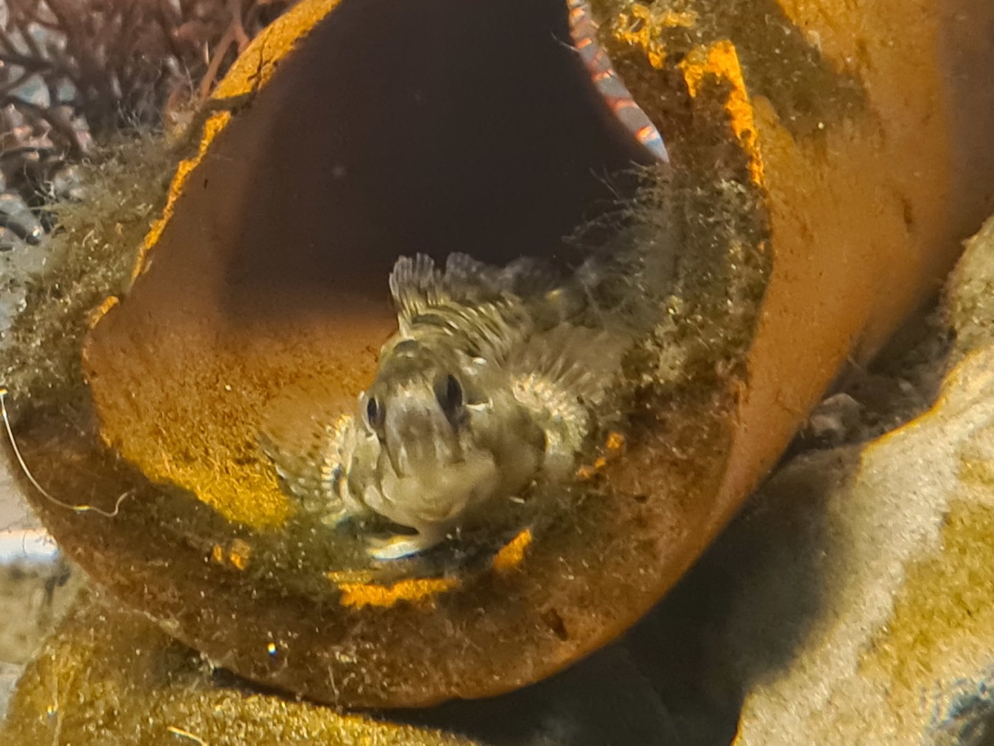 Ocean lab separation - Shanny