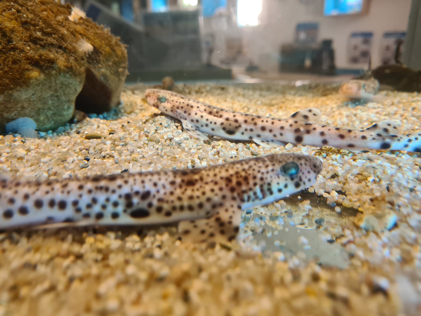 Ocean lab tank - Baby catsharks