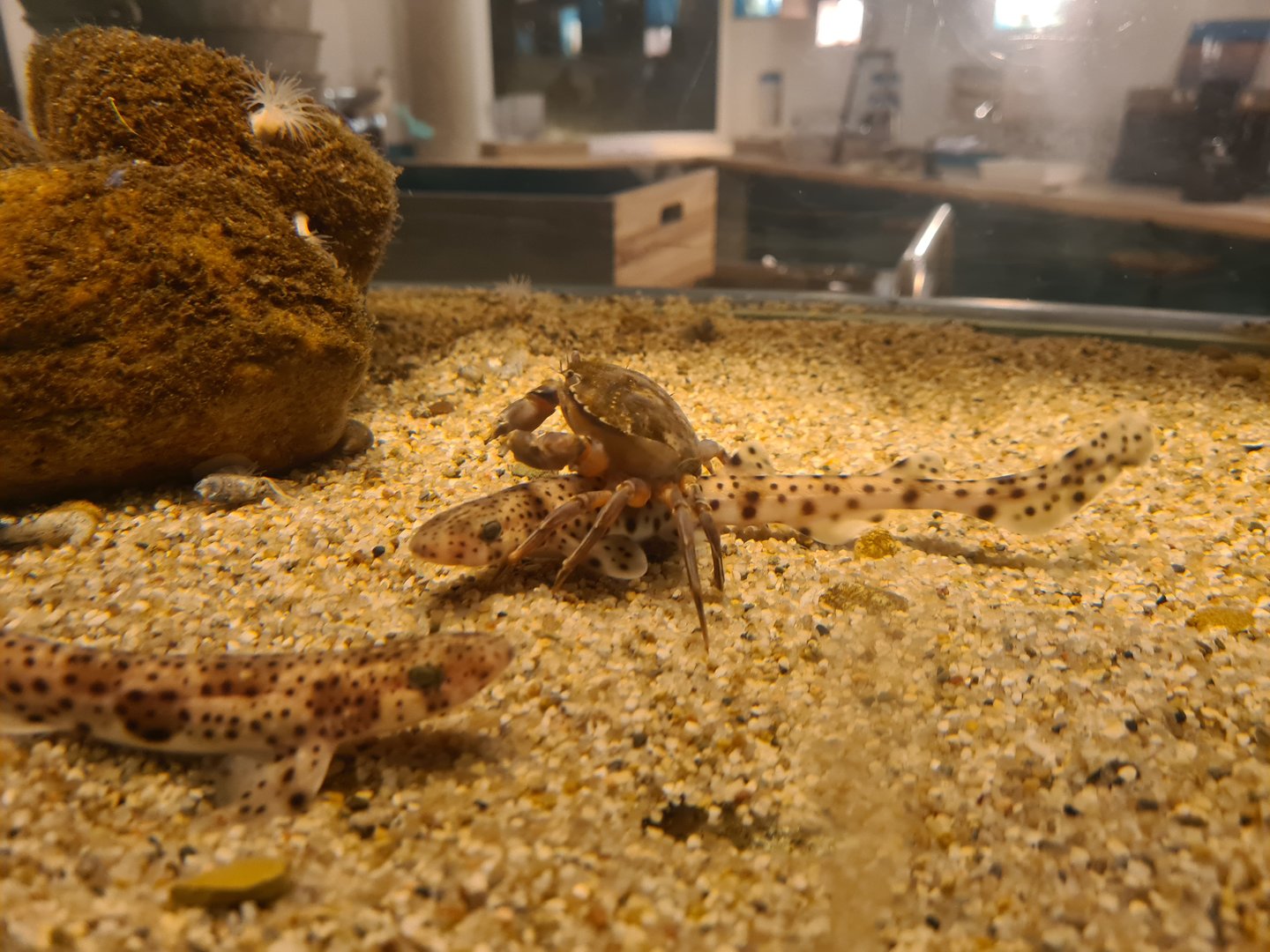 Ocean lab tank - Crab riding a Shark