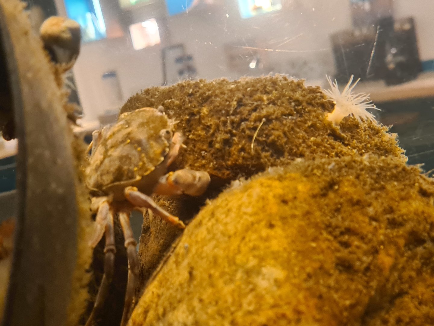 Ocean lab tank - European shore crab, Plumose anemone