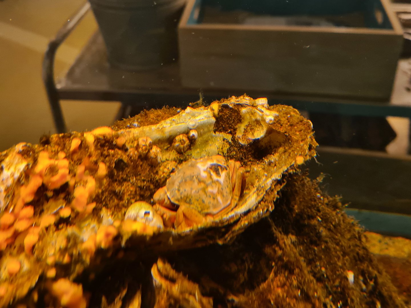 Ocean lab tank - European shore crab
