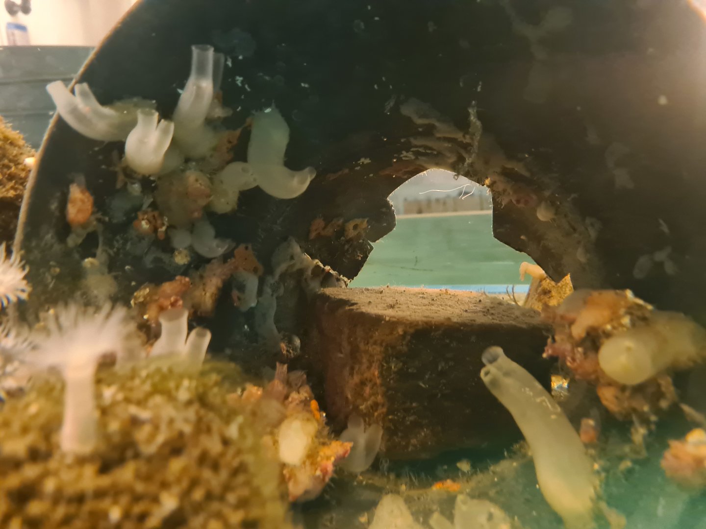 Ocean lab tank - Tube with Vase tunicates and Plumose anemone