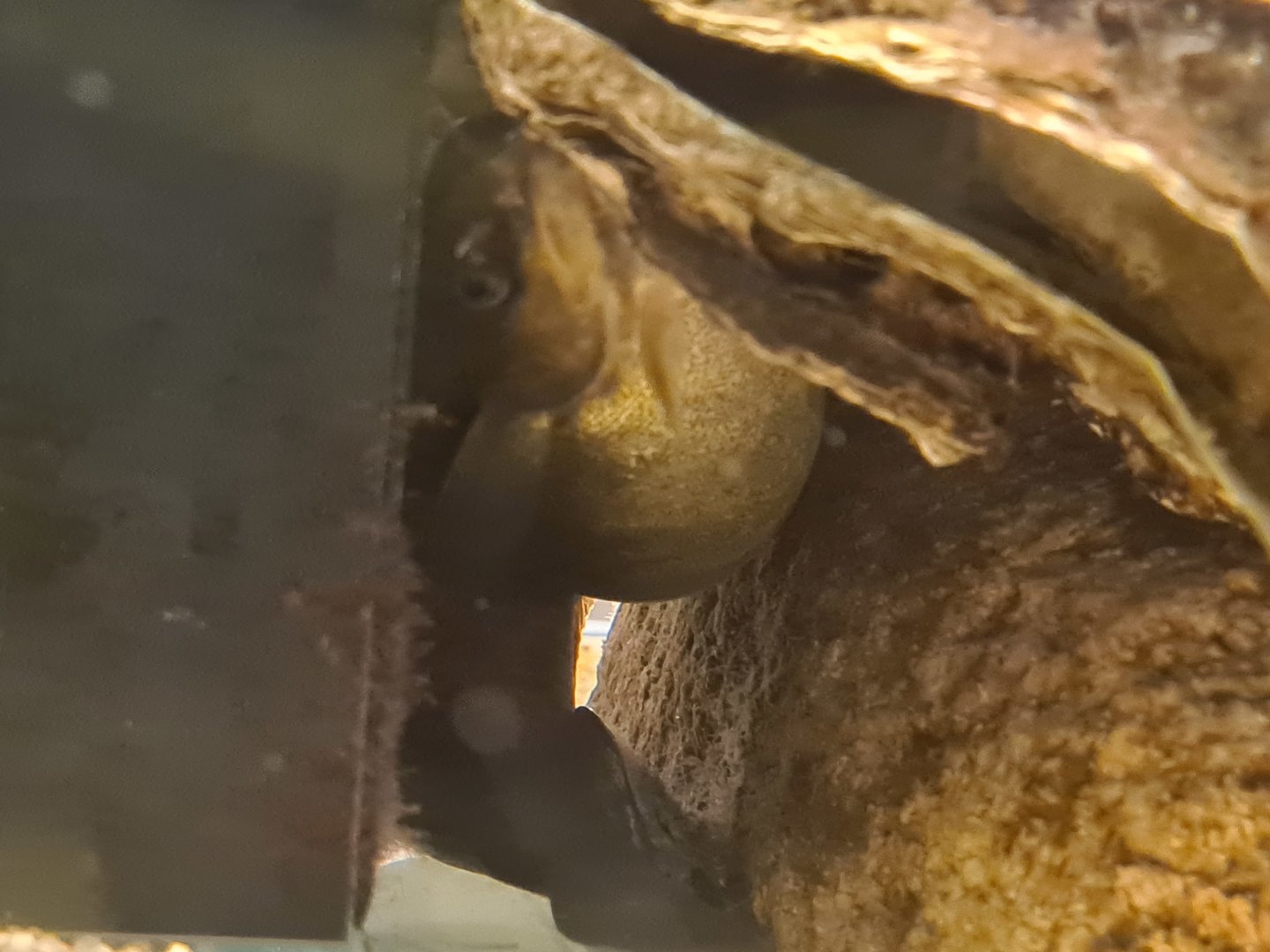 Ocean lab tank - VERY pregnant Five-bearded rockling