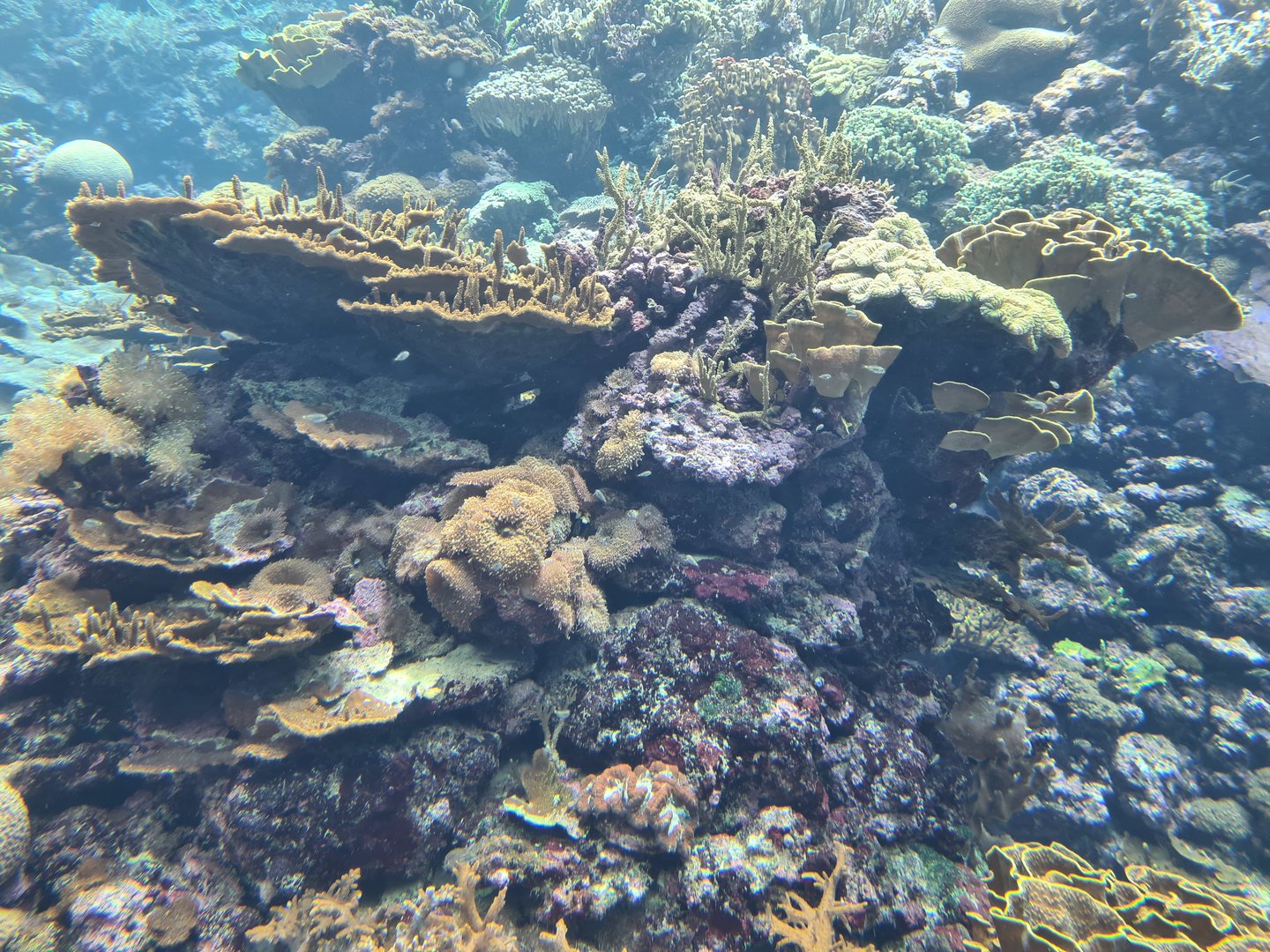 Ocean - Living reef tank