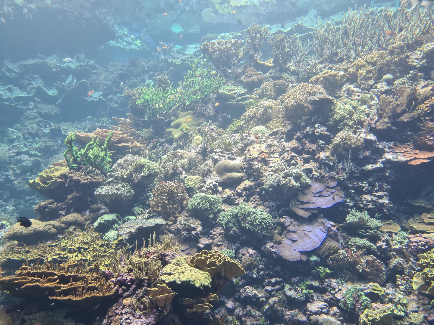 Ocean - Living reef tank