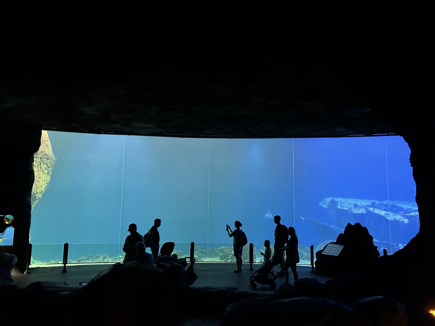 Ocean - Main Shark Tank Window