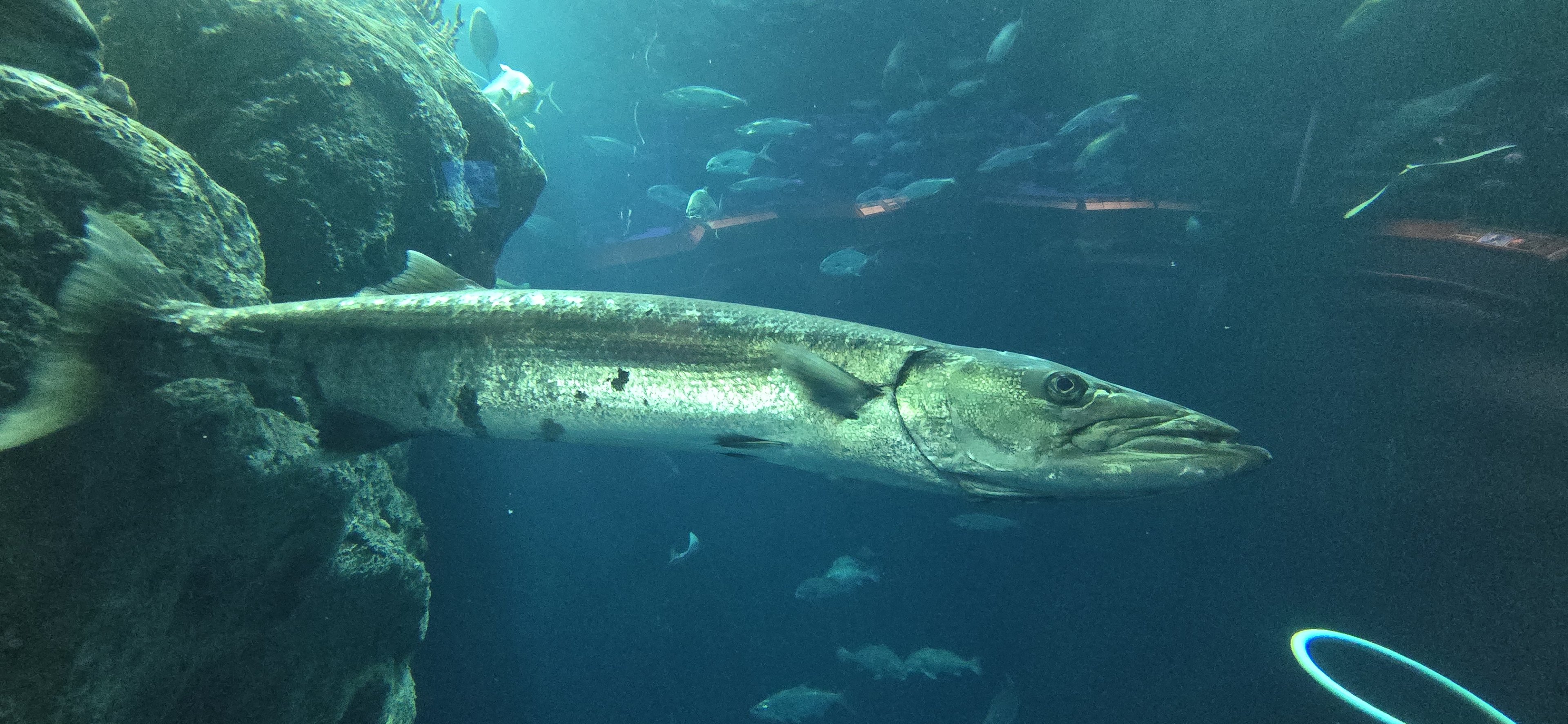 Ocean - Main tank Great barracuda