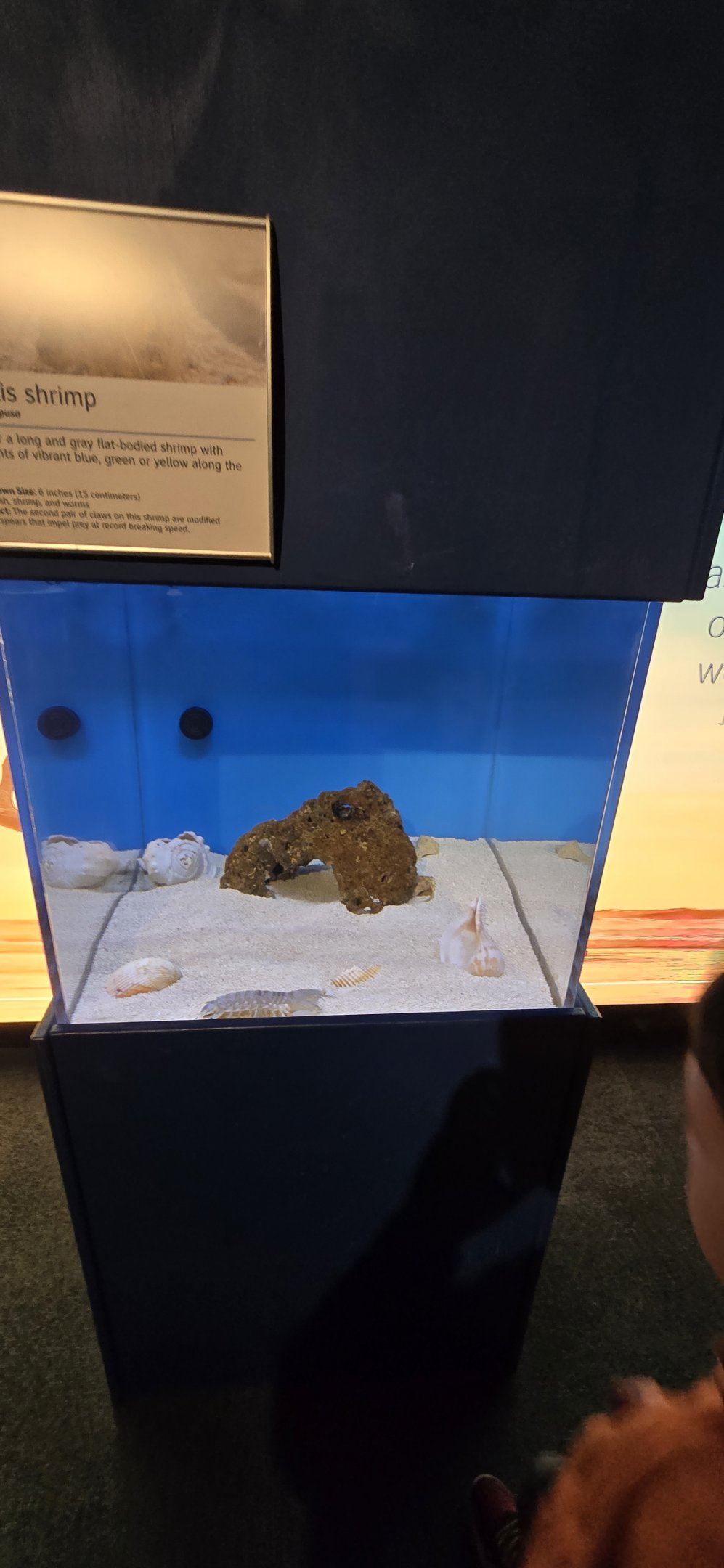 Ocean - Mantis shrimp